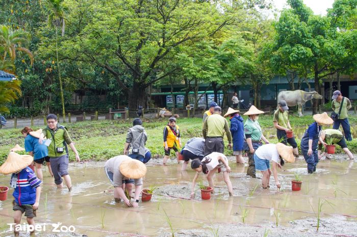 走進泥土的教室！臺北動物園春耕體驗，親手種下茭白筍與生態希望